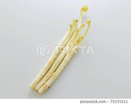 Mountain Udo 75235221