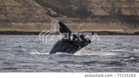 Whale Patagonia Argentina 75235268