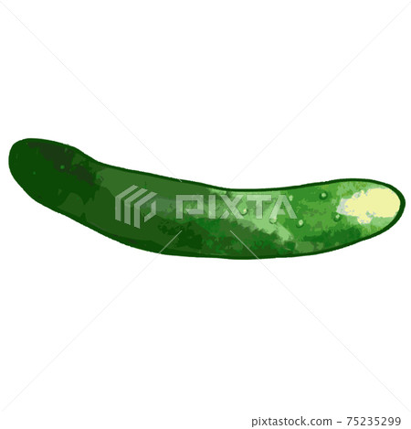 Illustration of cucumber Illustration of cucumber 75235299