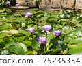 斯里蘭卡睡蓮池 75235354