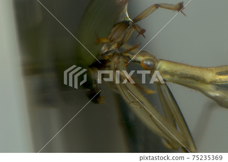 Predation of Ranatra Predation of Ranatra 75235369