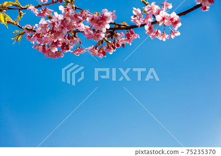 Saitama Prefecture Inumakata Park Kawazu cherry blossoms and blue sky Saitama Prefecture Inumakata Park Kawazu cherry blossoms and blue sky 75235370