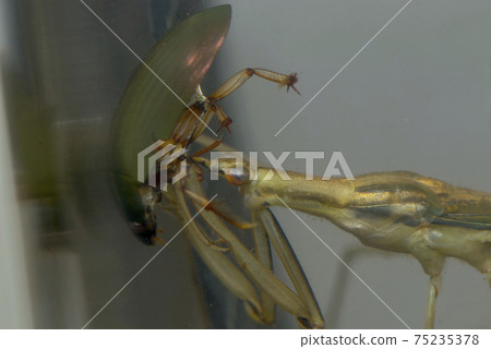 拉納特拉的捕食 拉納特拉的捕食 75235378