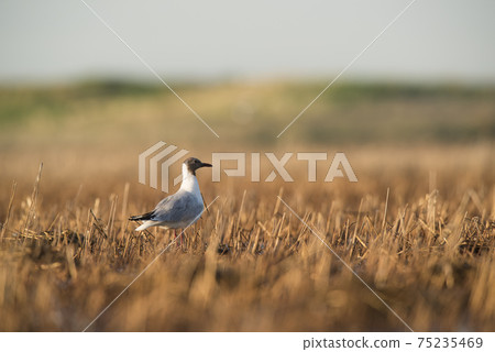 Brown hooded gull, Patagonia Brown hooded gull, Patagonia 75235469