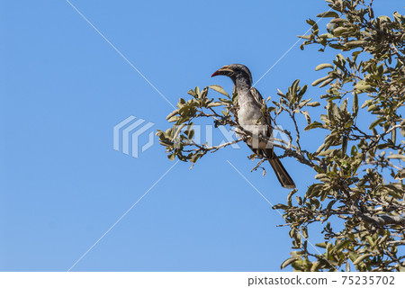 African grey hornbill, Africa African grey hornbill, Africa 75235702
