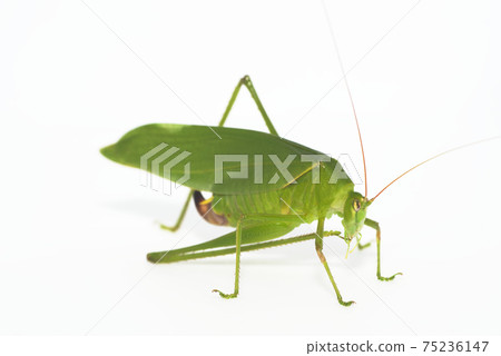 Fleabeetle phaneroptera楹 75236147