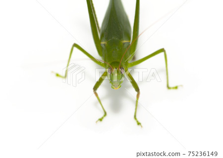 Fleabeetle phaneroptera楹 75236149