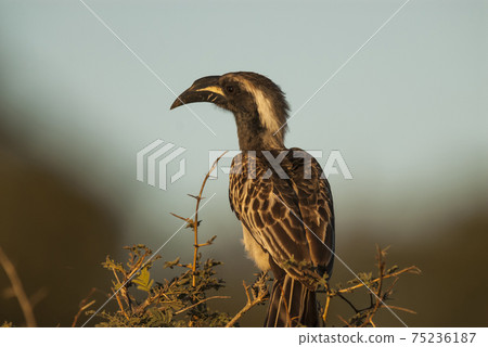 African grey hornbill, Africa African grey hornbill, Africa 75236187