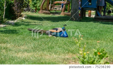 Beautiful blue peacock laying down on the grass in the garden Beautiful blue peacock laying down on the grass in the garden 75236190