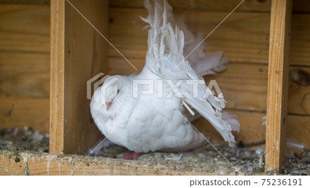 Beautiful white pigeon with open tail Beautiful white pigeon with open tail 75236191