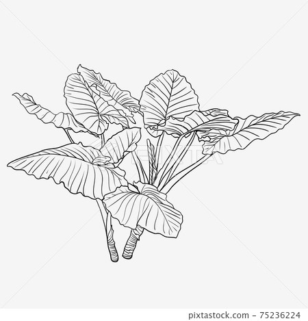 albo variegata monstera Monstera Albo Variegata Plant
