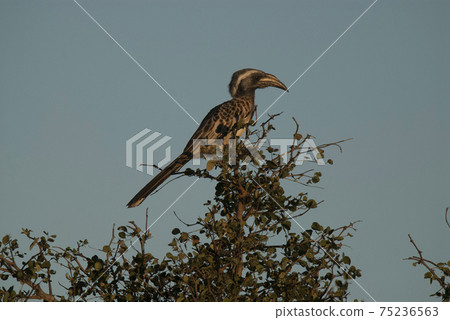 African grey hornbill, Africa African grey hornbill, Africa 75236563