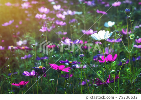 Fresh bright cosmos flowers in the field, close up cosmos garden with sunlight in the morning Fresh bright cosmos flowers in the field, close up cosmos garden with sunlight in the morning 75236632