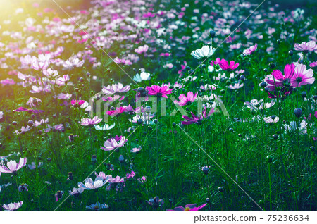 Fresh bright cosmos flowers in the field, close up cosmos garden with sunlight in the morning Fresh bright cosmos flowers in the field, close up cosmos garden with sunlight in the morning 75236634
