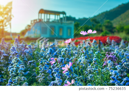 Violet and pink margaret flowers blooming in garden. Close-up beautiful and fresh margaret flowers in natural light. Selective focus 75236635