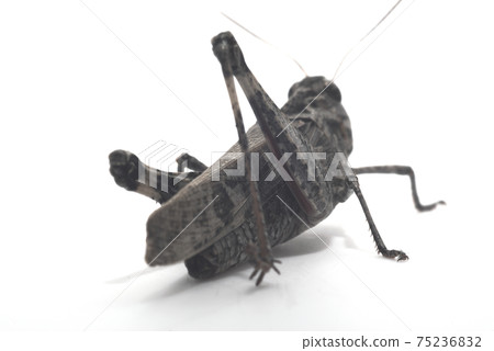 Tonosama beatta Tonosama beatta 75236832