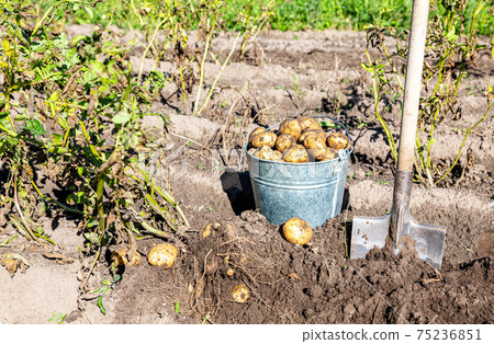 Freshly dug potatoes in metal bucket and shovel on the field 75236851