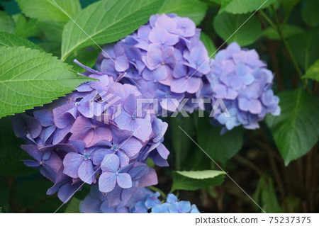  hydrangea 75237375