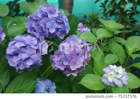 hydrangea hydrangea 75237376