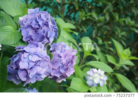 hydrangea hydrangea 75237377