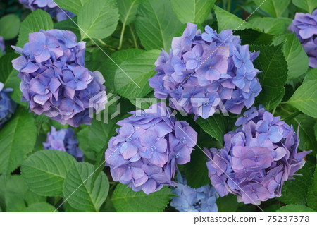 hydrangea hydrangea 75237378