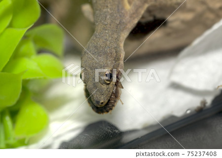 House Gecko 75237408