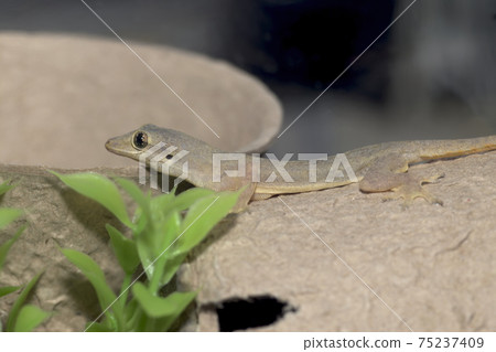 House Gecko 75237409