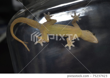 House Gecko 75237423