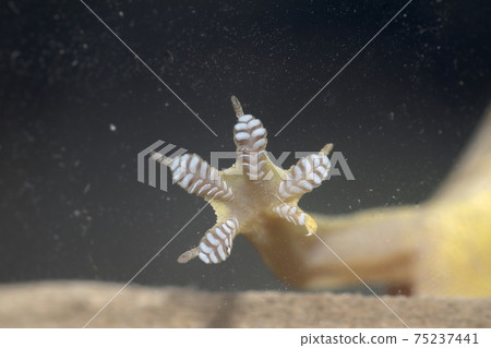 House Gecko House Gecko 75237441