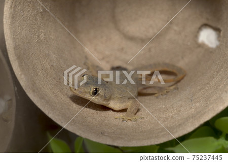 House Gecko 75237445