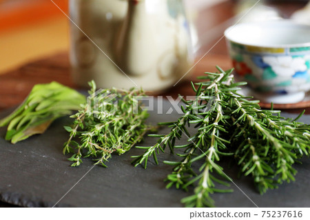 Rosemary Common Thyme Lemon Myrtle 75237616
