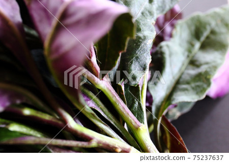 Image of Handama from Okinawa 75237637