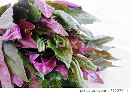 Image of Handama from Okinawa 75237644