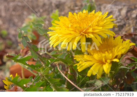 Dandelion dandelion Dandelion dandelion 75237919