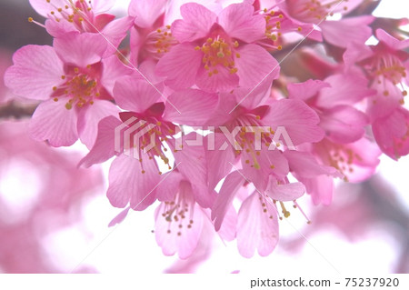 Sakura with transparent petals Sakura with transparent petals 75237920