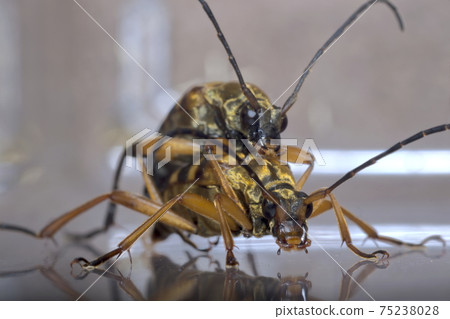 Mating of the longhorn beetle Mating of the longhorn beetle 75238028