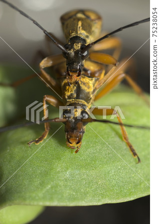 Mating of the longhorn beetle Mating of the longhorn beetle 75238054