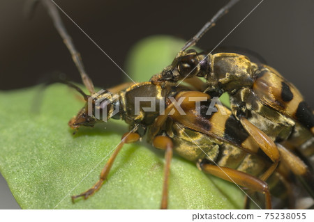 Mating of the longhorn beetle Mating of the longhorn beetle 75238055