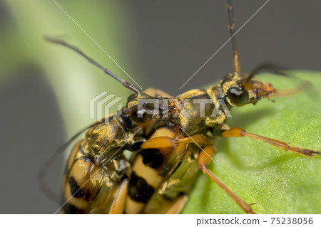 Mating of the longhorn beetle Mating of the longhorn beetle 75238056