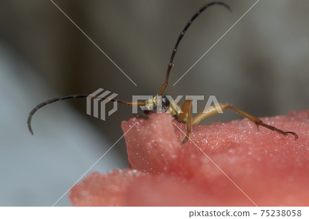 Longhorn beetle and watermelon Longhorn beetle and watermelon 75238058