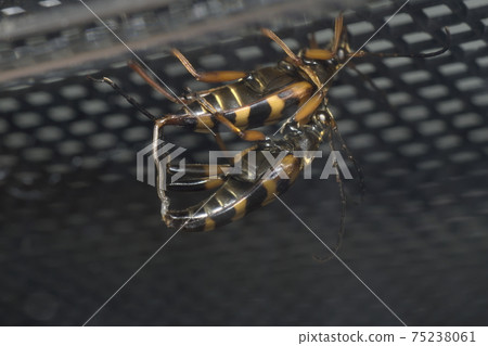 Mating of the longhorn beetle Mating of the longhorn beetle 75238061