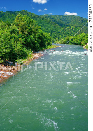 mountain river scenery on a sunny day. beautiful views of carpathian nature landscape in fine summer weather with blue sky and fluffy clouds mountain river scenery on a sunny day. beautiful views of carpathian nature landscape in fine summer weather with blue sky and fluffy clouds 75238226