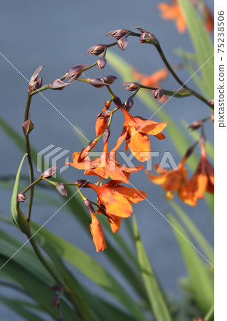Montbretia Emily McKenzie Montbretia Emily McKenzie 75238506