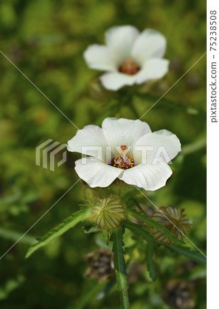 Flower-of-an-hour 75238508