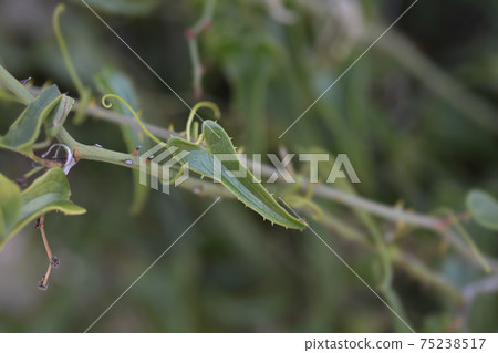 Common smilax Common smilax 75238517