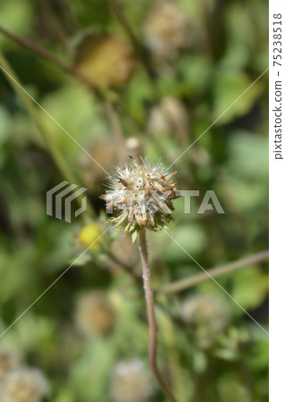 Blanket flower Burgunder 75238518
