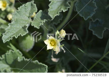 Squirting cucumber Squirting cucumber 75238519