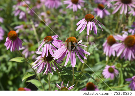 Pink coneflower 75238520