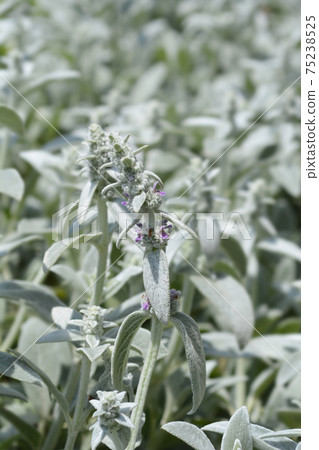 Lambs ears Silver Carpet Lambs ears Silver Carpet 75238525