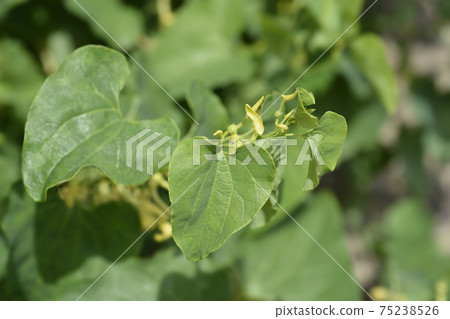 Common birthwort Common birthwort 75238526